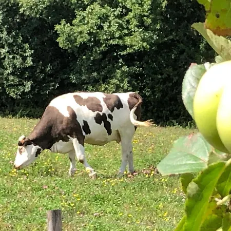 Holiday home Apple With Swimming Pool